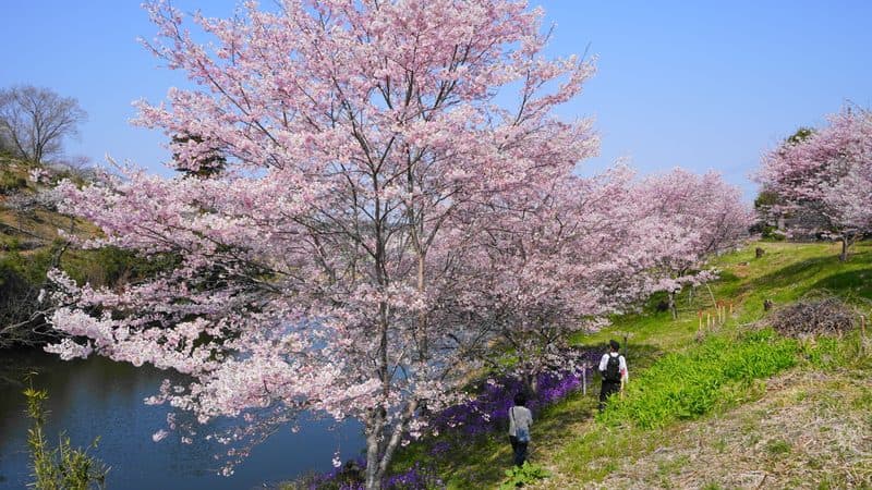 春の釧路湿原に広がる新緑の風景