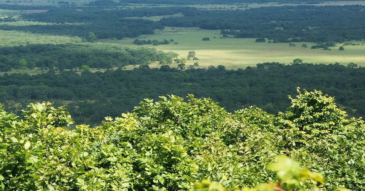 釧路管内の広大な農地に広がる畑作と遠くに見える酪農施設