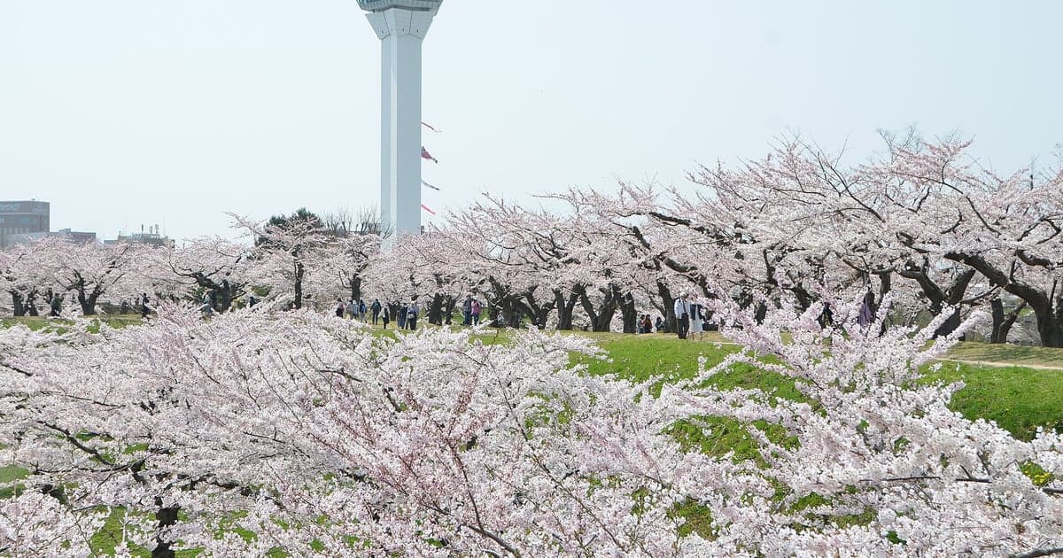 釧路の桜名所・春採公園などで5月中旬に満開を迎える遅咲きの桜花見スポット