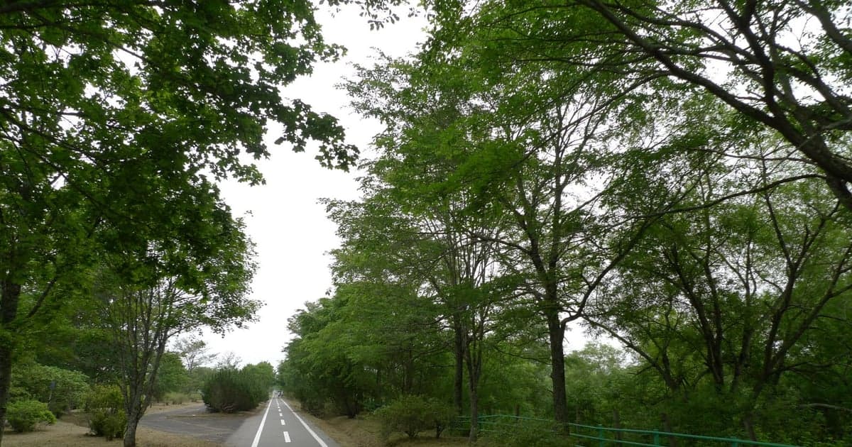 釧路湿原の緑の中をまっすぐ延びるサイクリングロードと青空